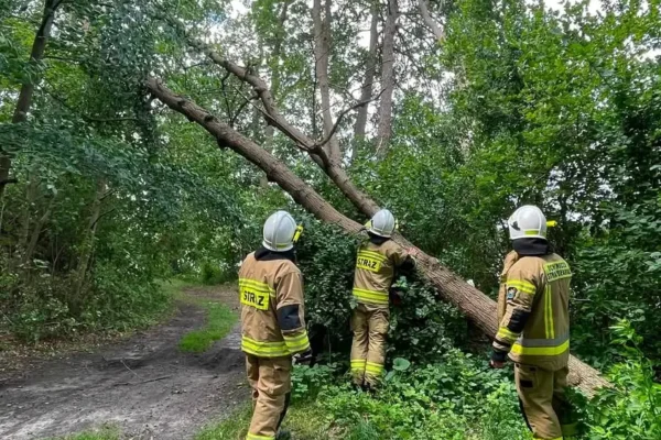 OSP Przytoczna usuwa powalone drzewo nad drogą przy jeziorze