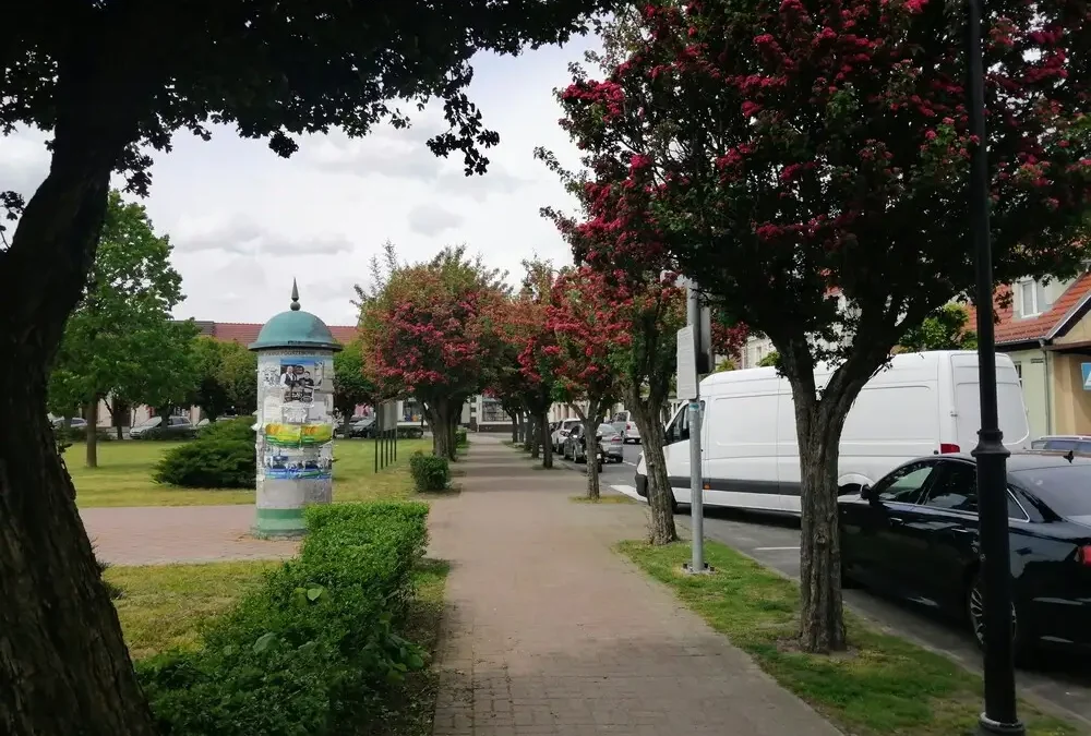 Oprysk drzew na Rynku w Sierakowie – 27 lipca wieczorem