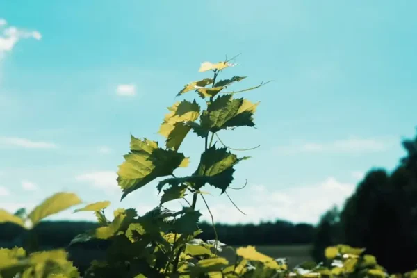 Rodzinne Pożegnanie Lata w Krainie 100 Jezior – relacja z wydarzenia