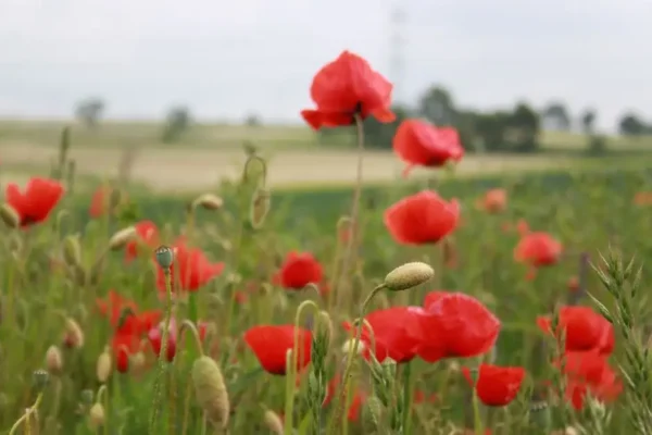 Dożynki Gminno-Parafialne w Łowyniu już w sobotę – burmistrz, sołtys i CAK zapraszają