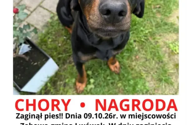 Zaginął pies BOSS w Zębowie – gmina Lwówek. Właściciel prosi o pomoc